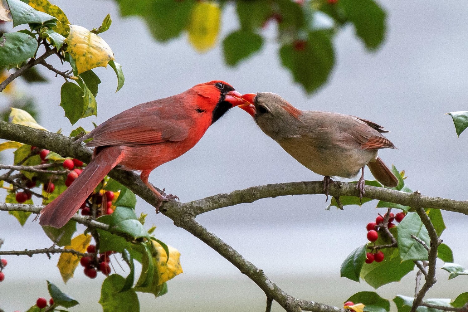 Male and female Cardinals.