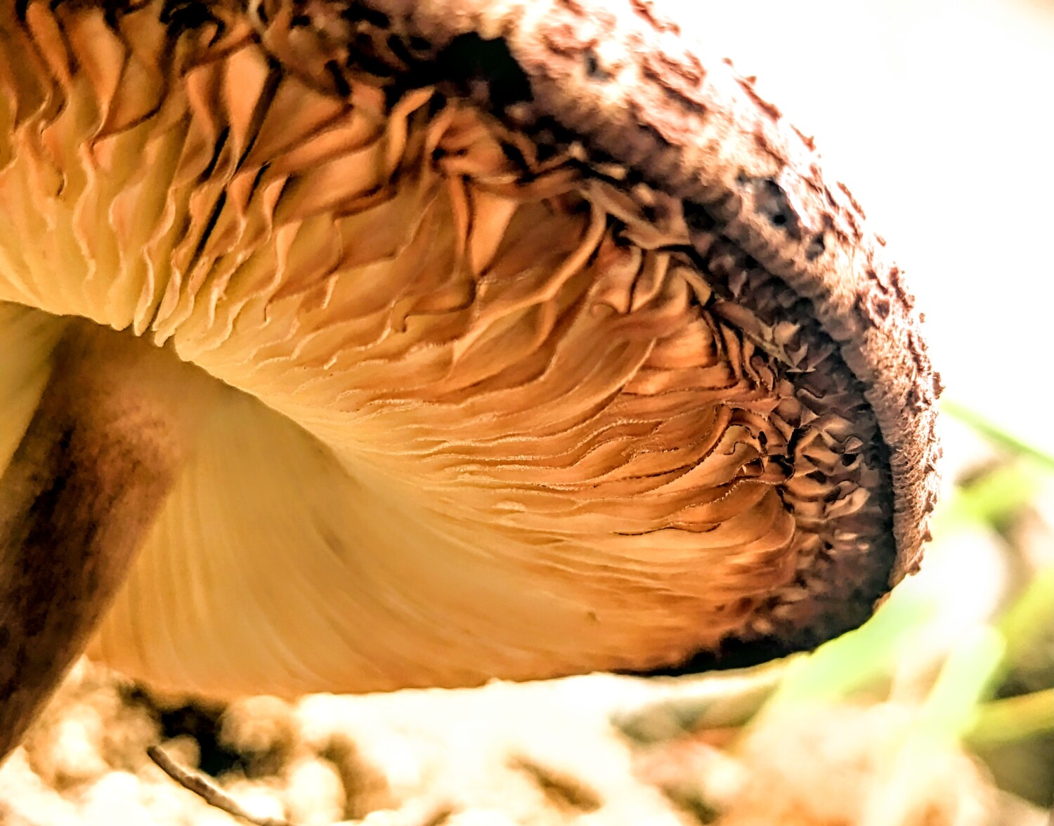 Nature's pleated blanket