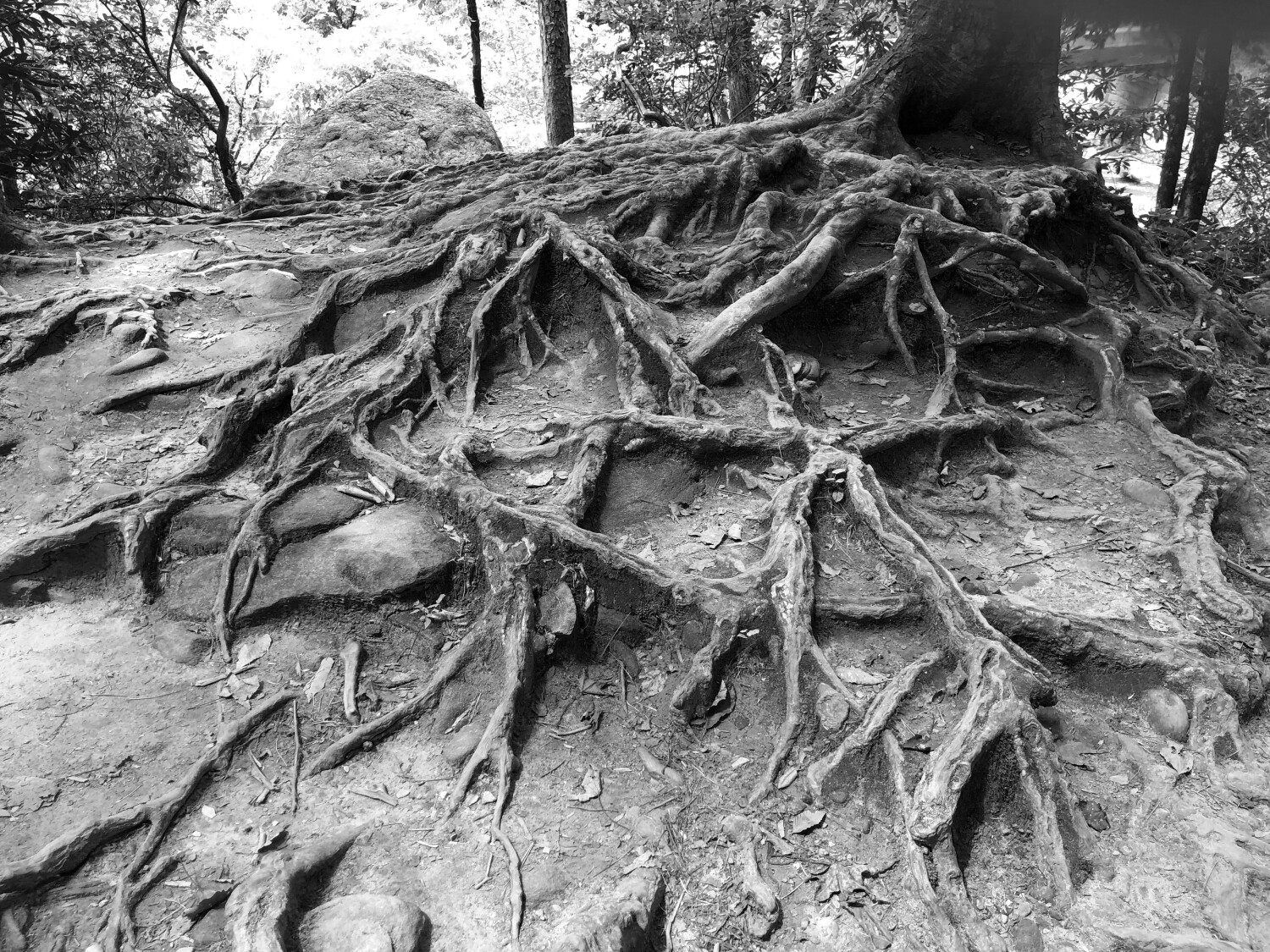 Roots of Life