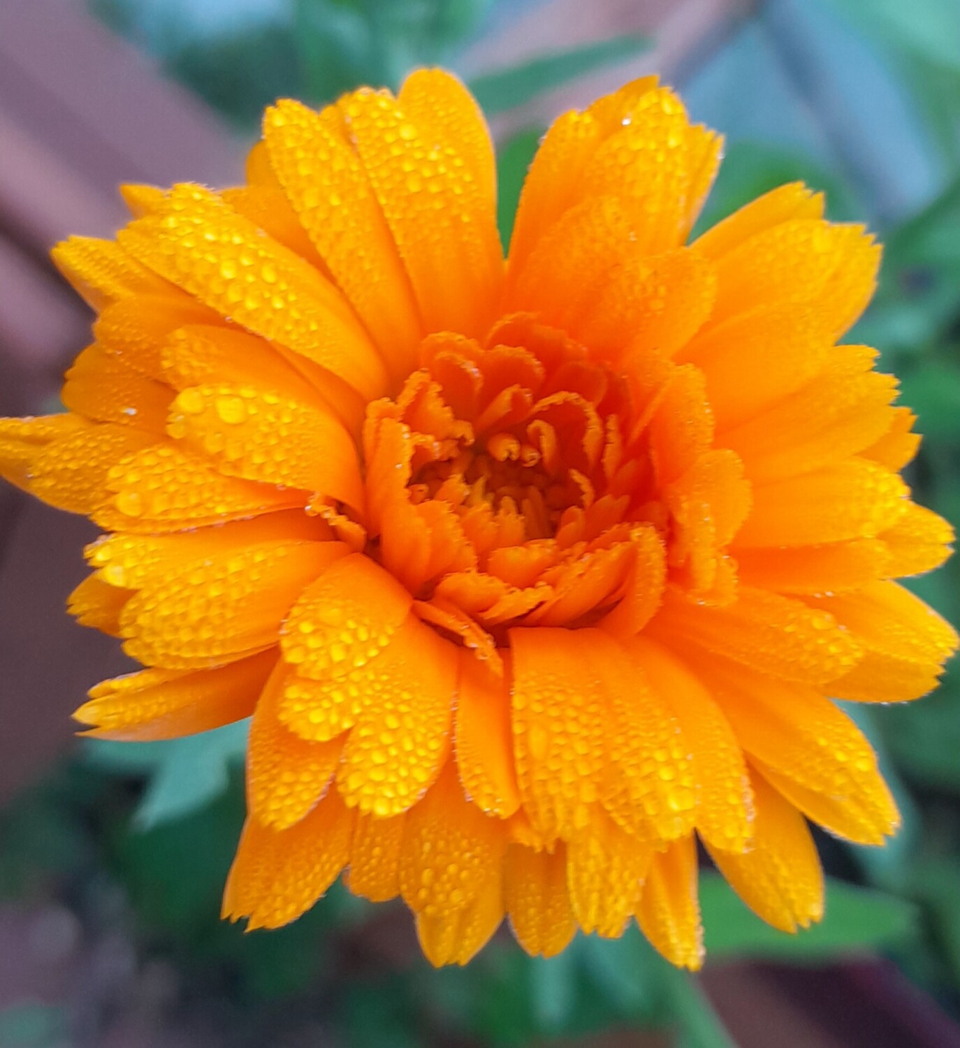 Marigold