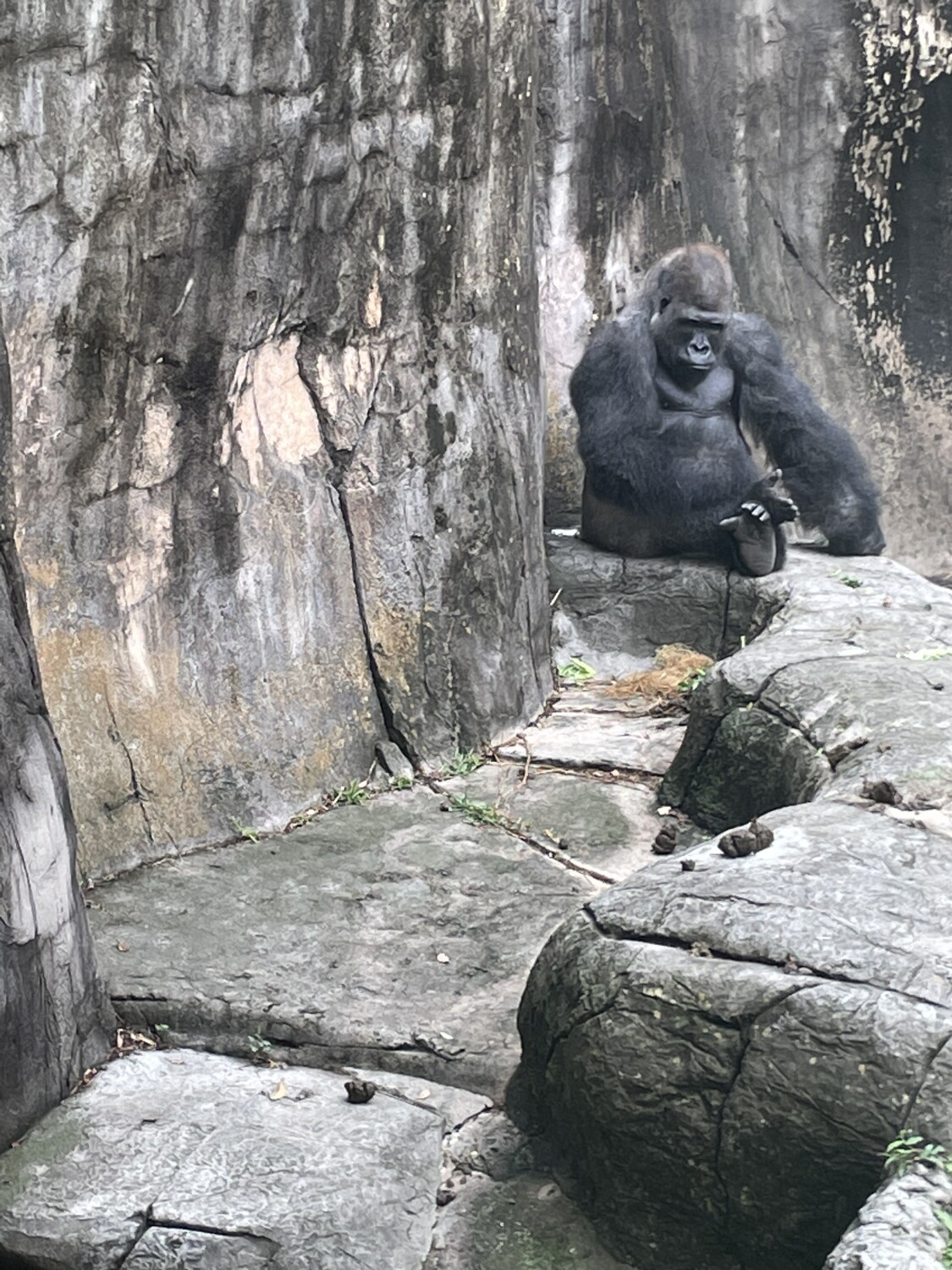 Mr. Chill Gorilla