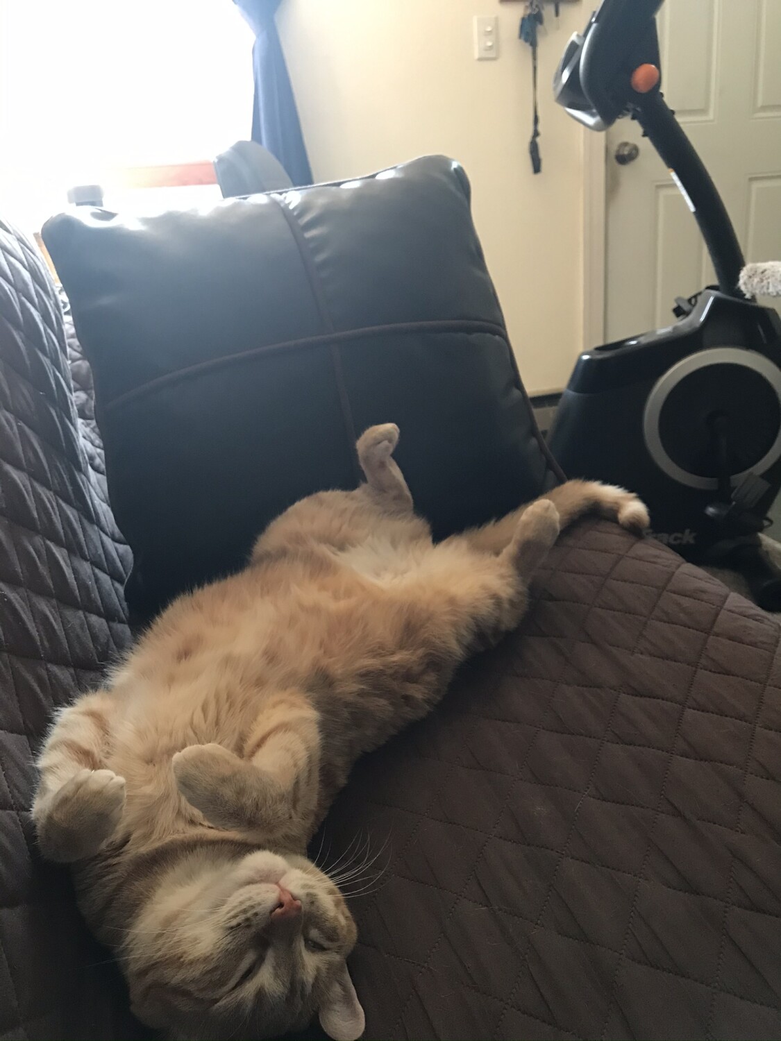 Sleeping Arya Ginger cat