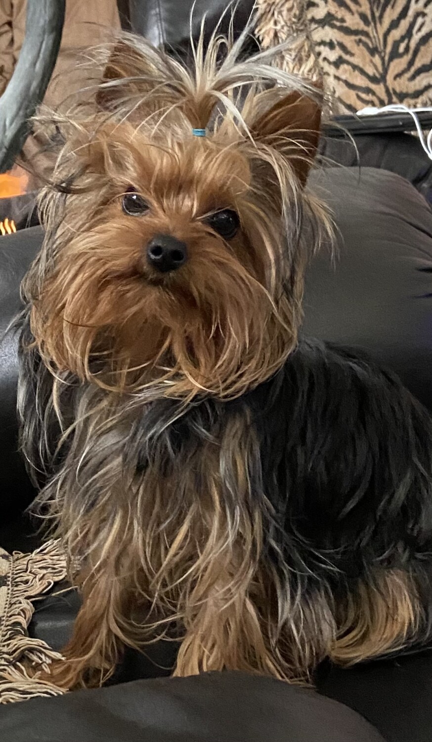 The look of Adorable