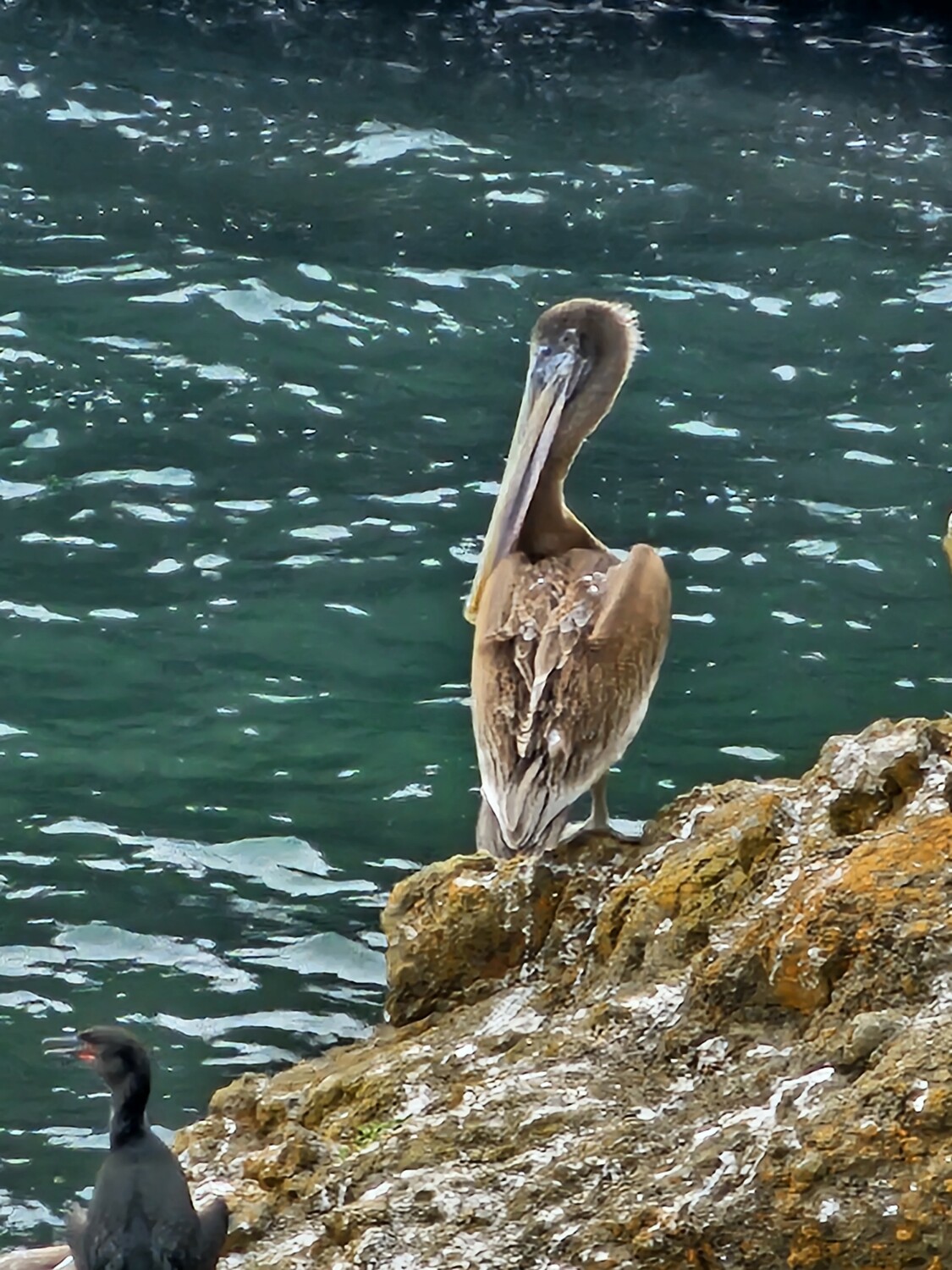 Pelican shore