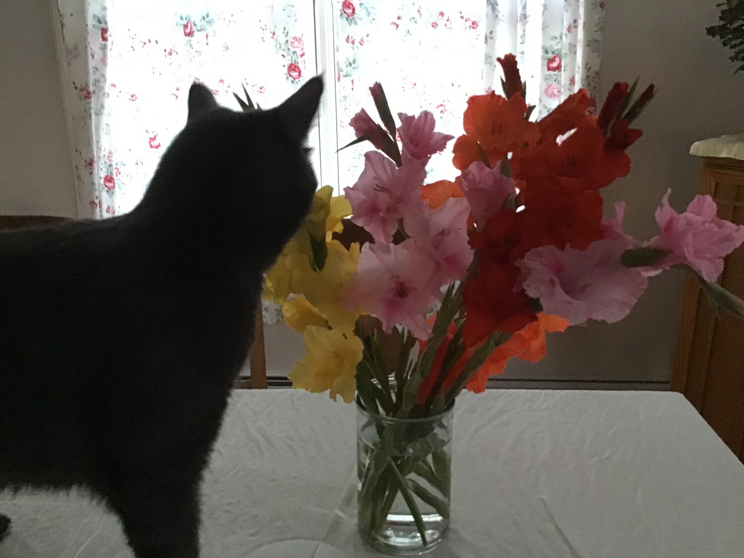 Smelling the gladiolus,