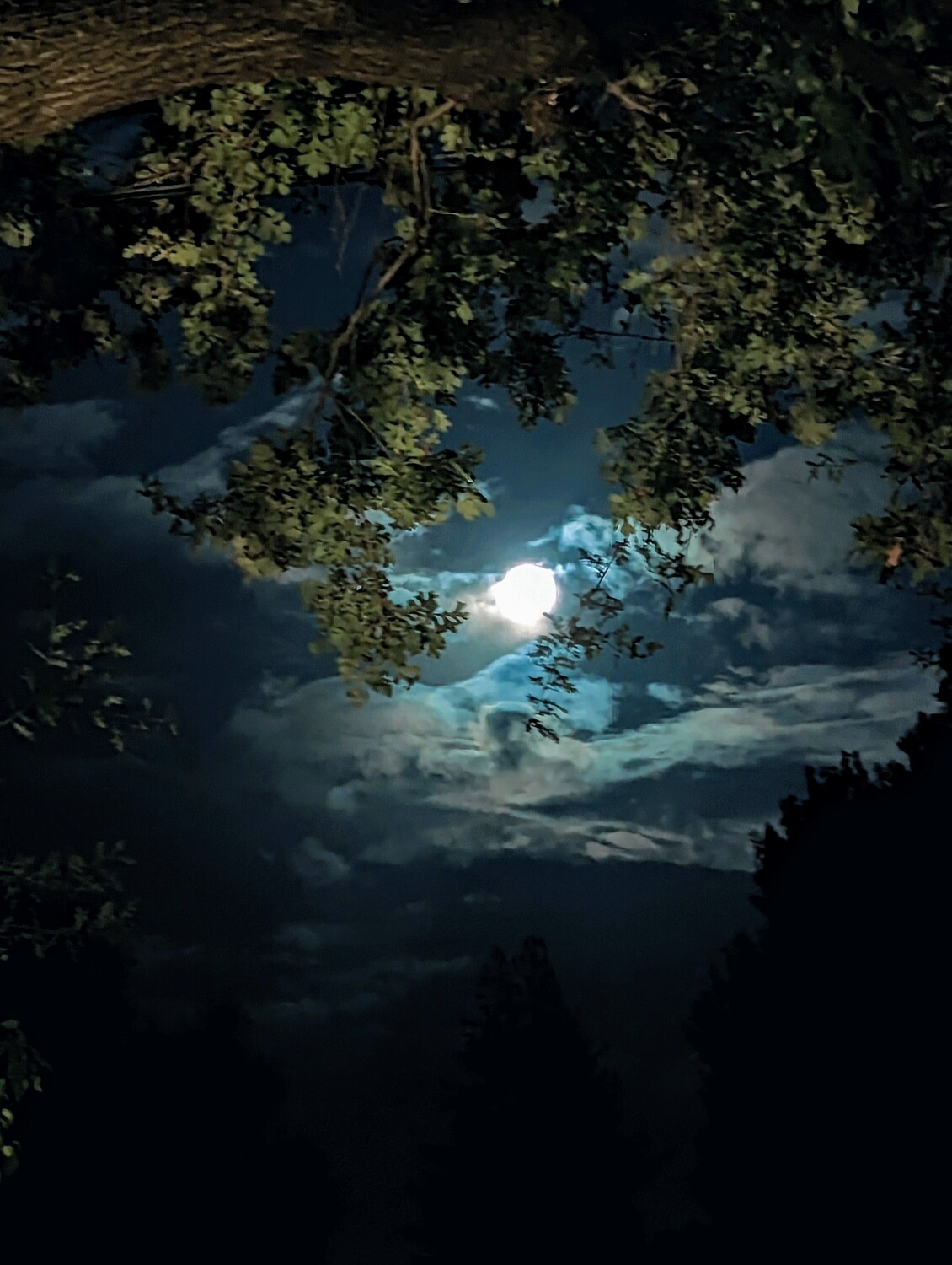 Moonlit Night
