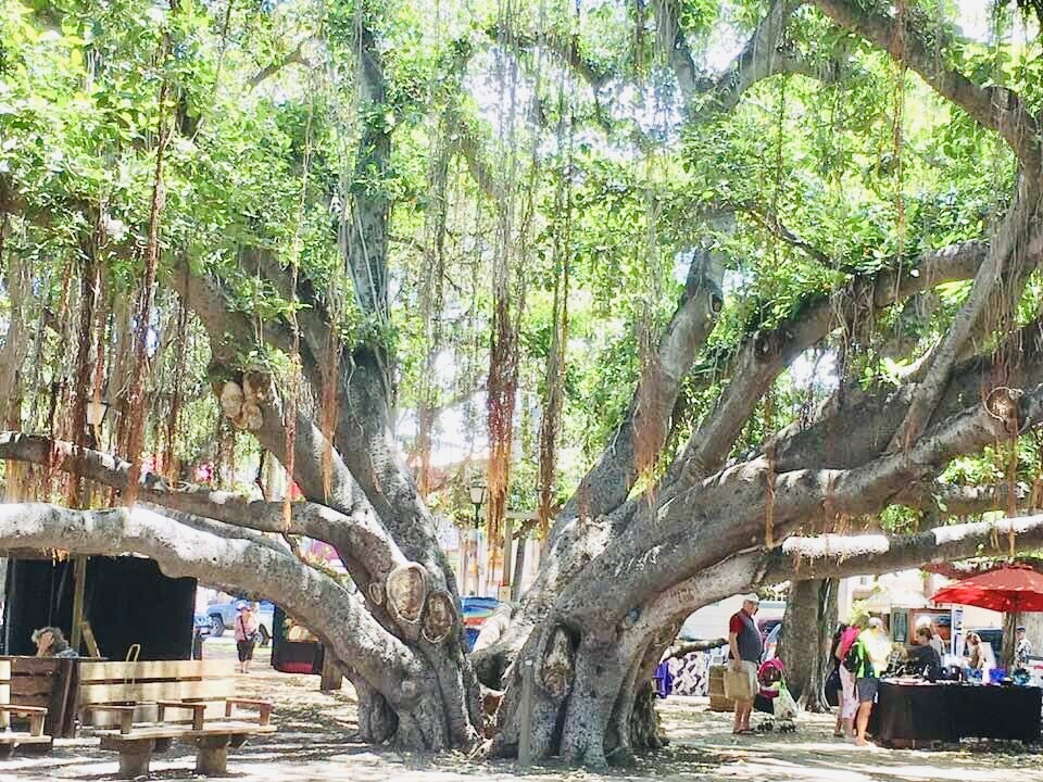 Lahaina Banyan Tree