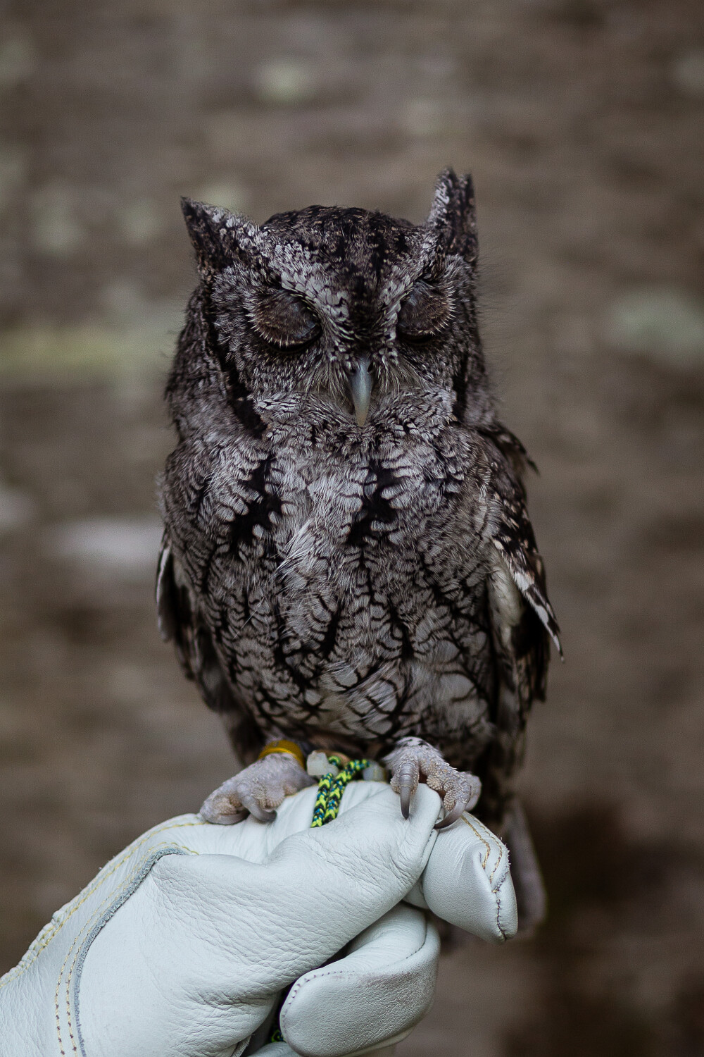 Owls have eyelashes too, whoooo knew??