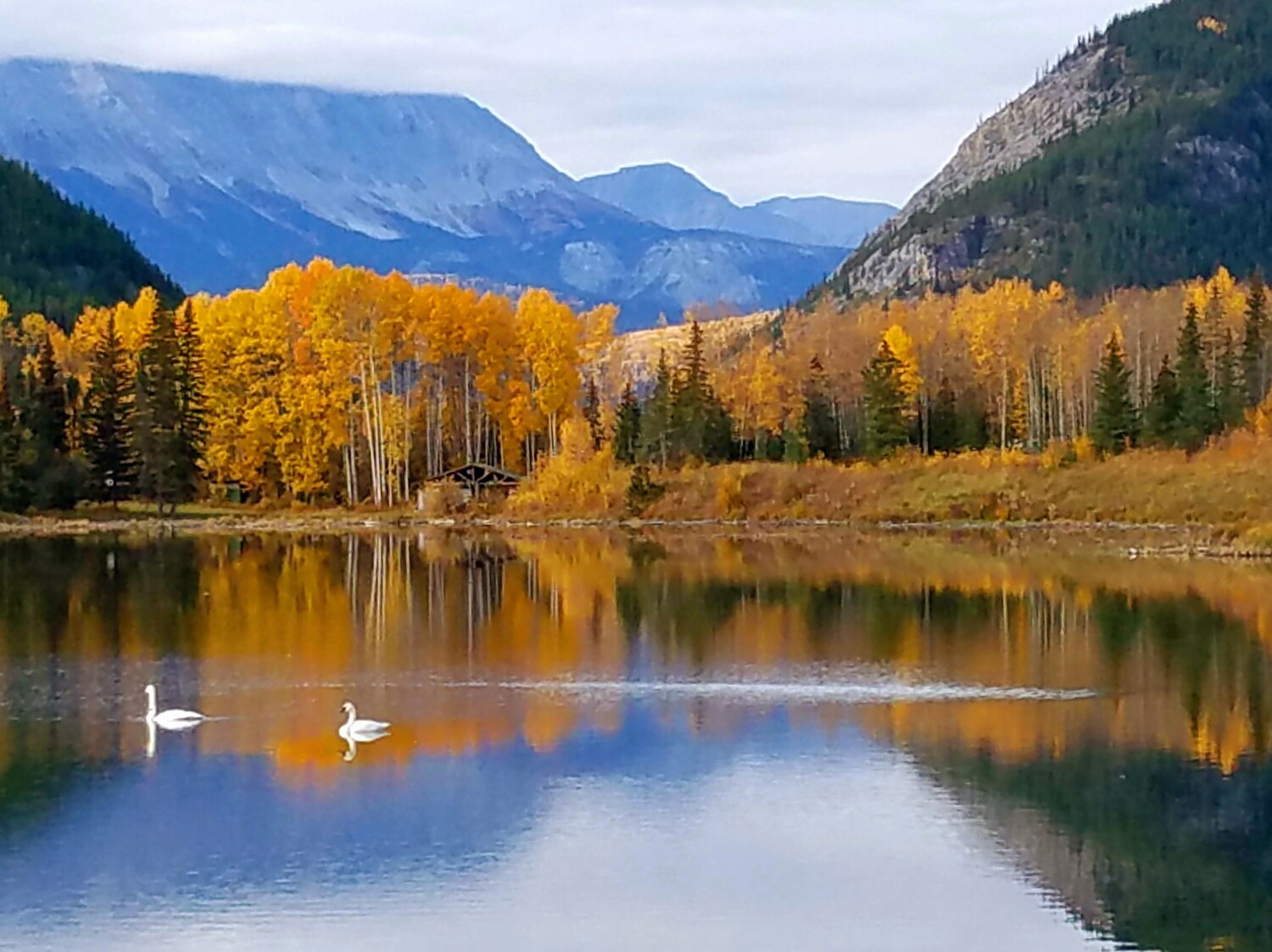 Swans in Fall