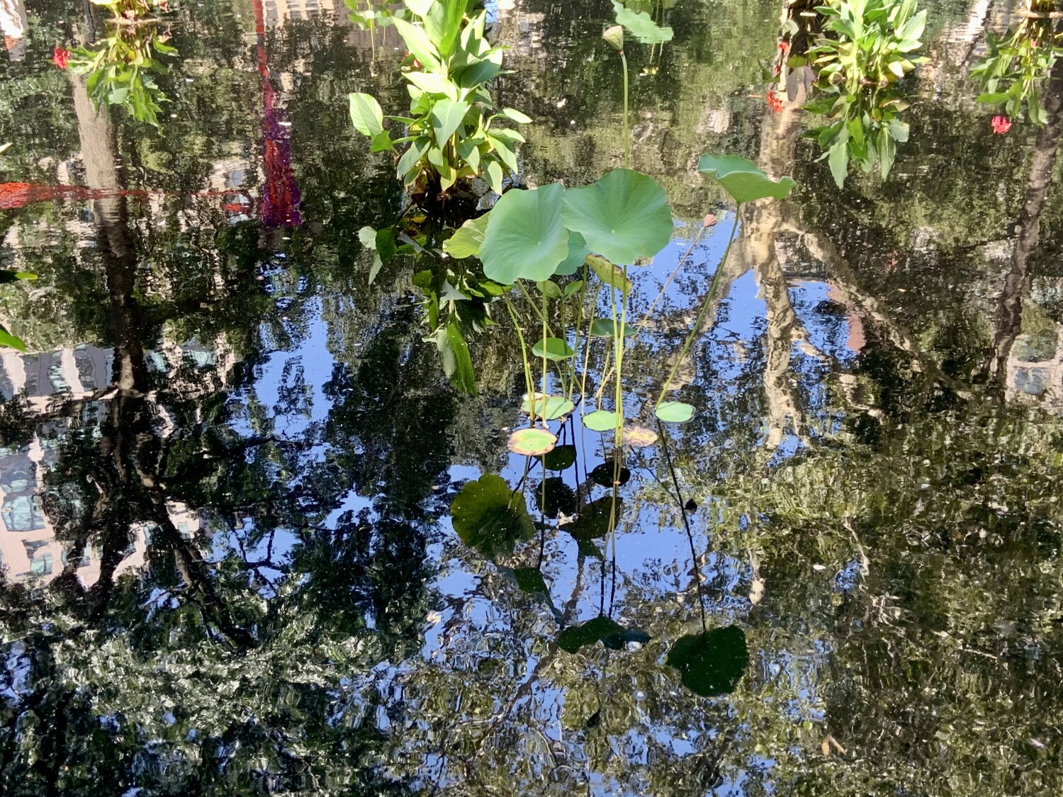 “Water Pond Reflection”