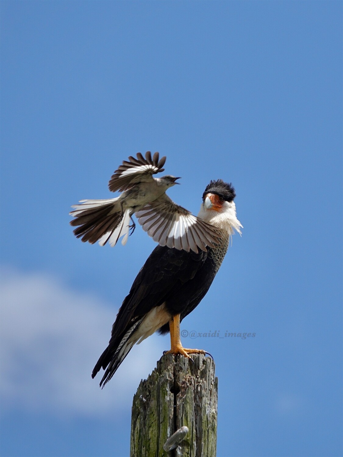 Mocking caracara