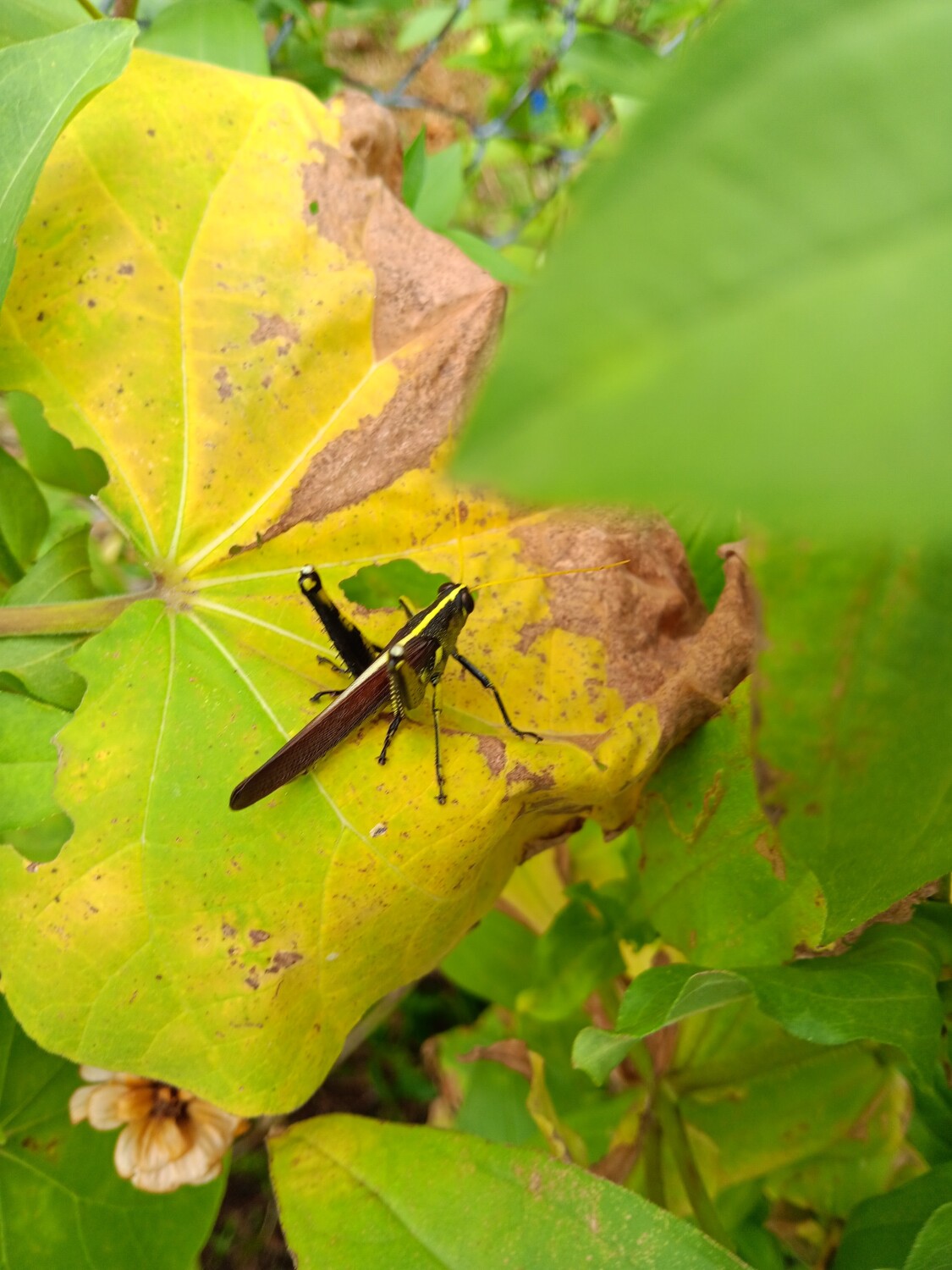 Hopper on a Sunflower leaf.