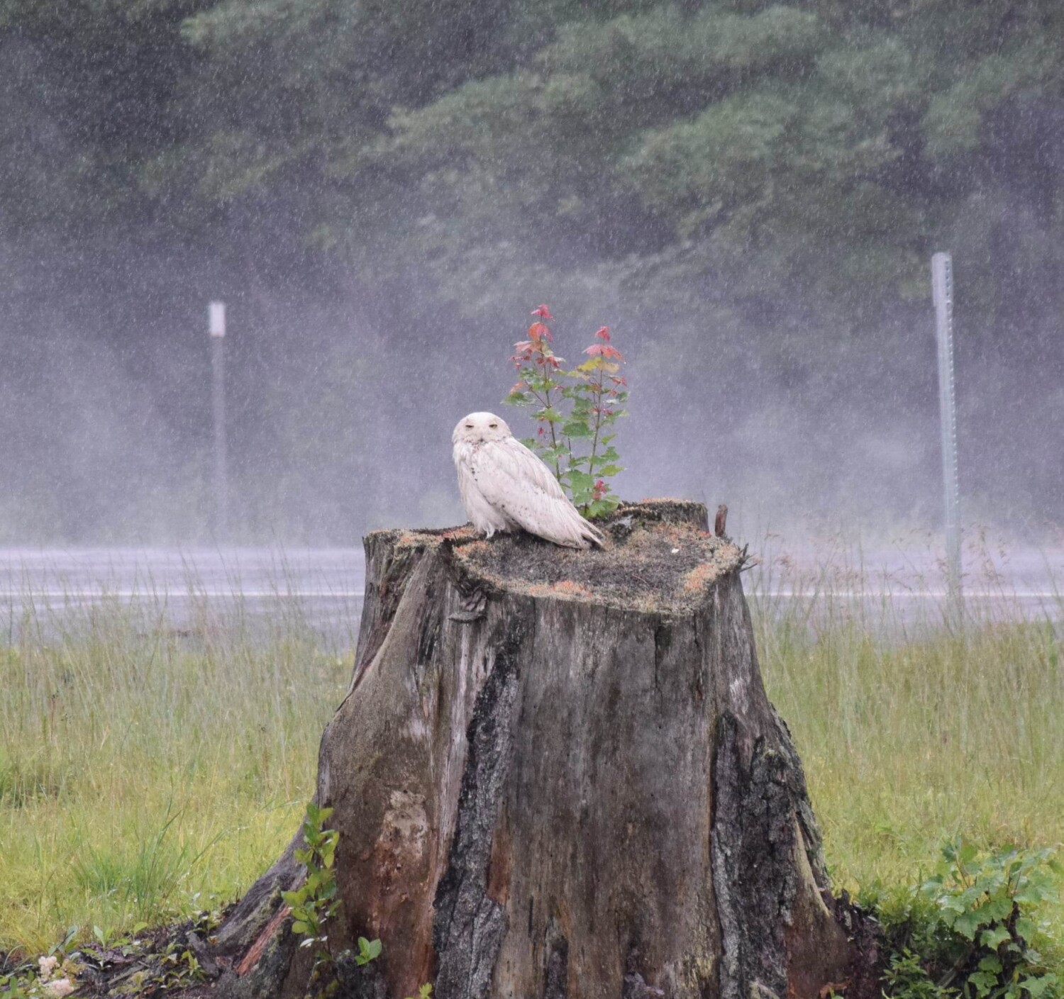 Snowy Owl