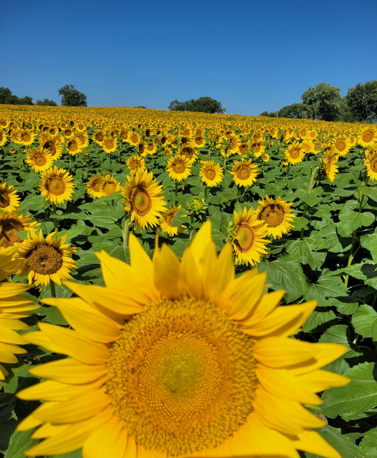 Sunflowers forever!!