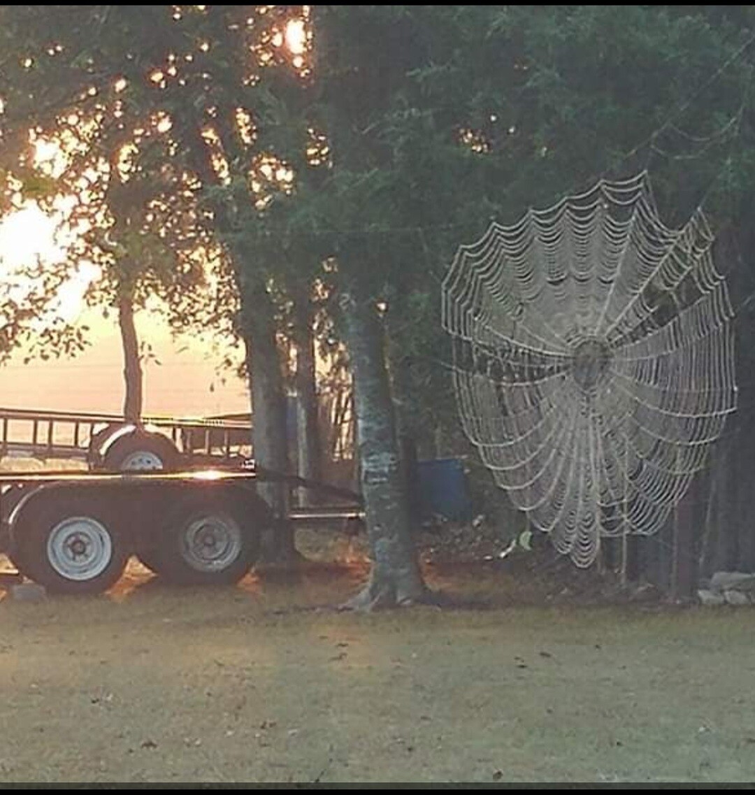 Sunrise spiderweb