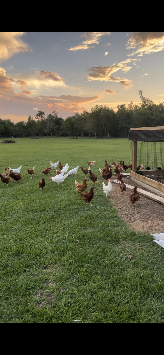 Looka at all those chickens!