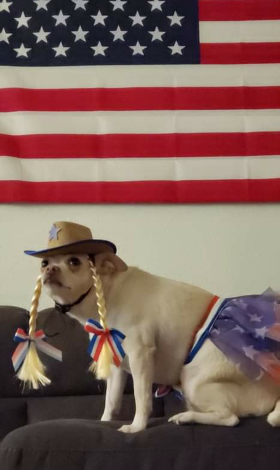 The ALL AMERICAN DOG