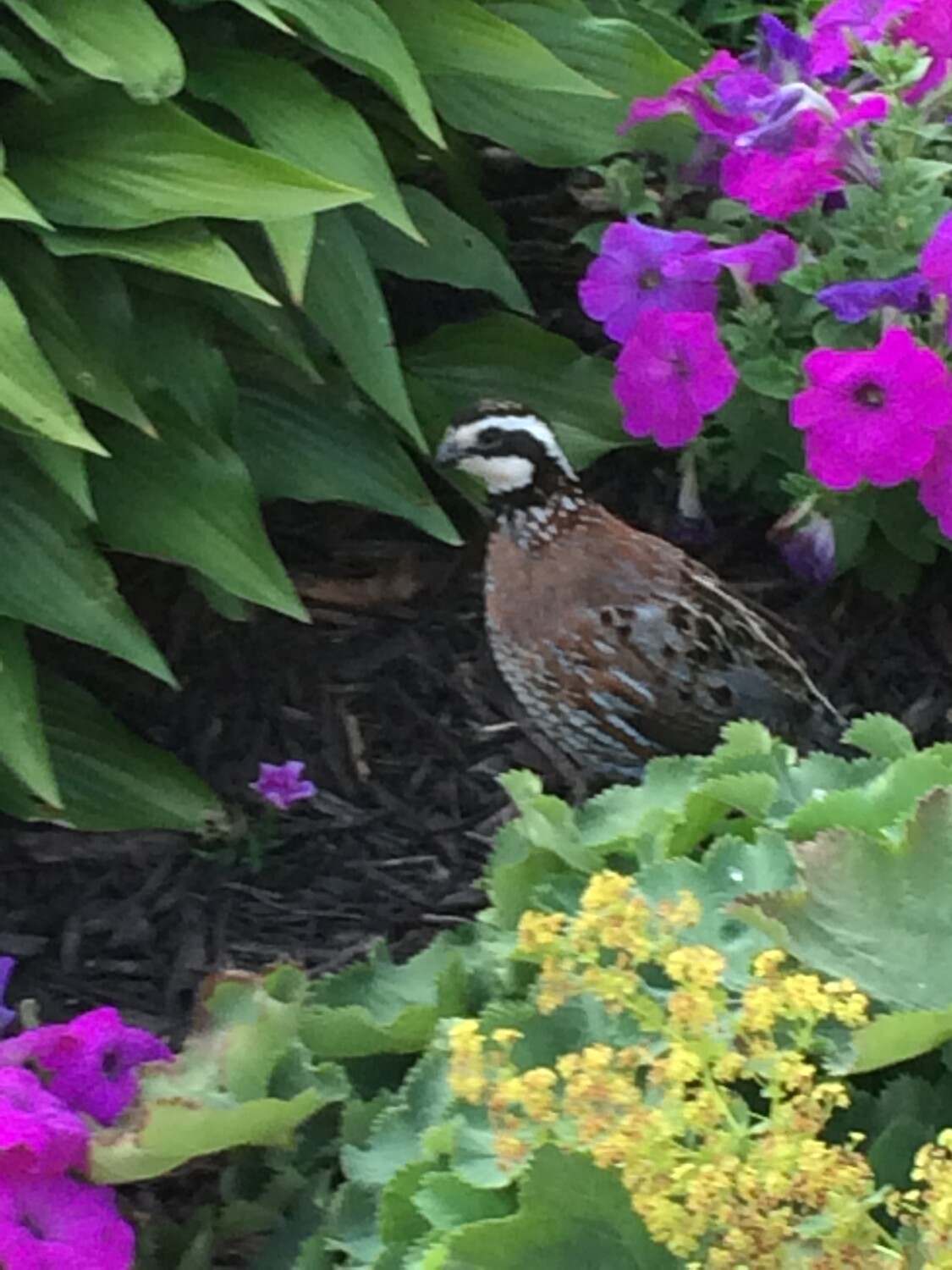 My very own Bobwhite