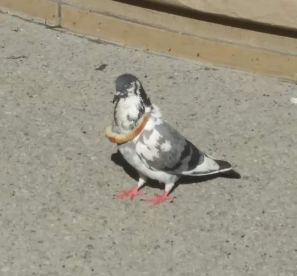 Saving his crust for later
