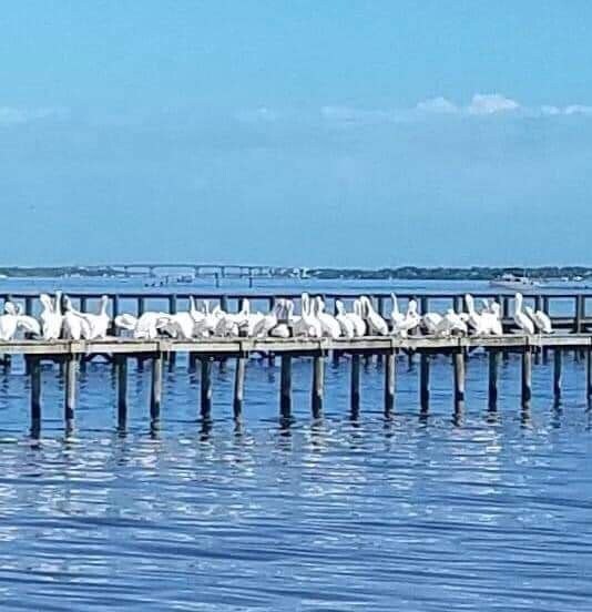 White Pelican Gathering