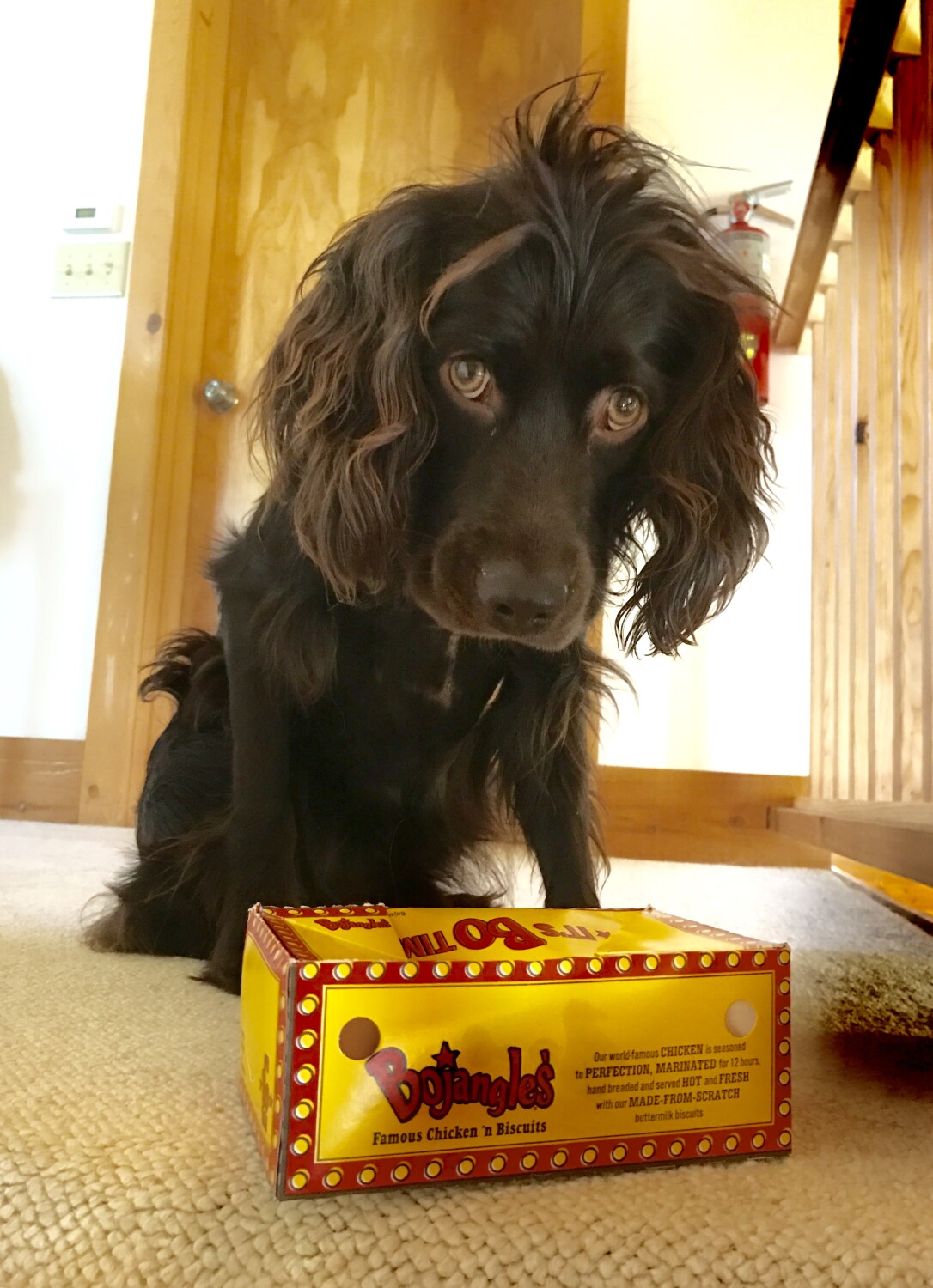 Copper Henry and the chicken box