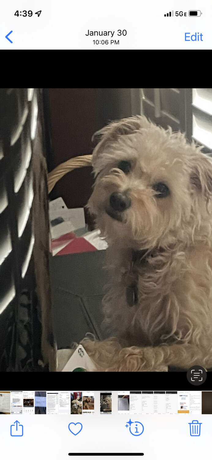 Alfi loves Starbucks