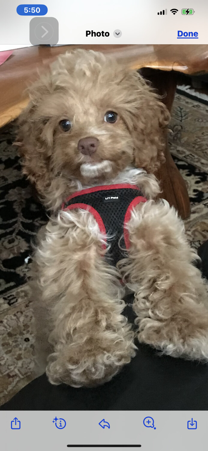 Joey Patrick O’Neil