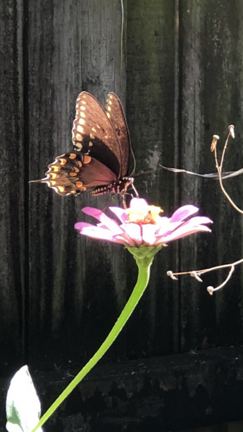 Easy like Sunday morning