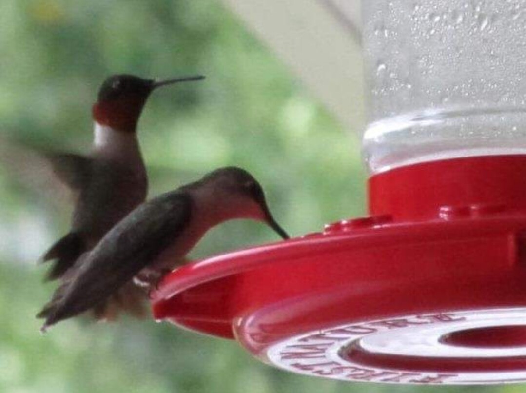 Hummingbirds