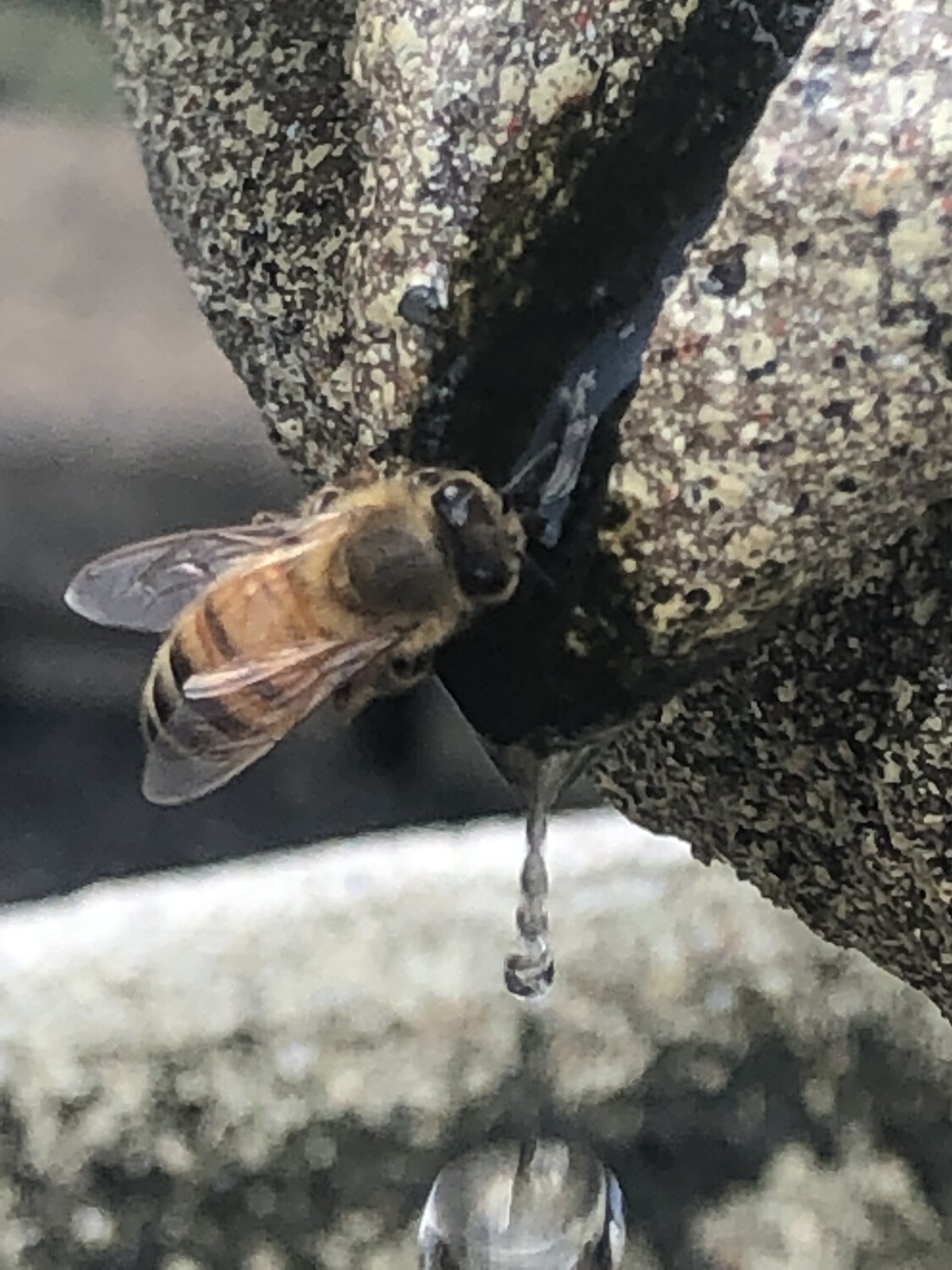Beehydrated