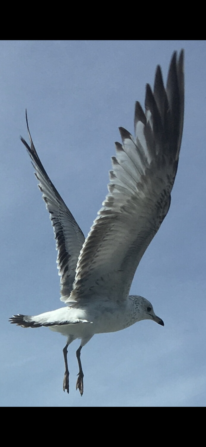 Gull in Flight