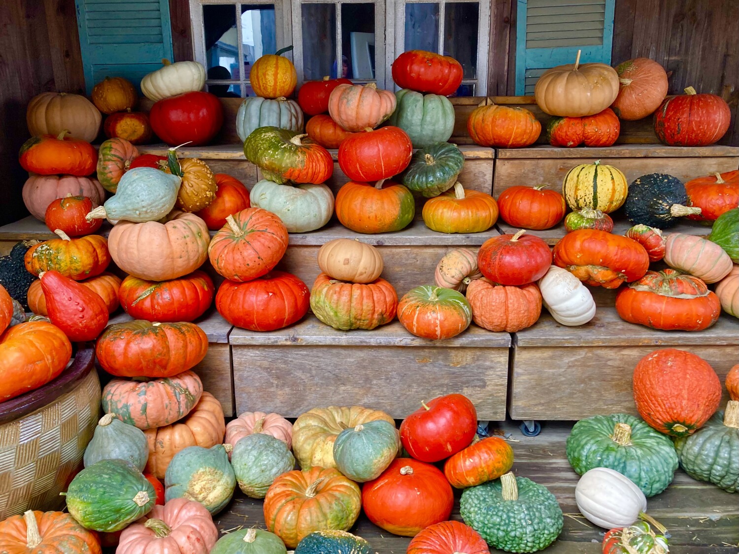 Pumpkins on the Farm