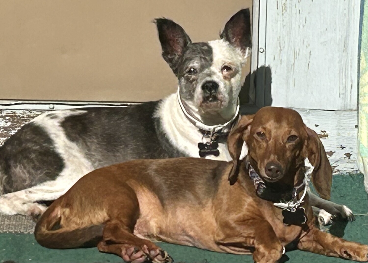 Mya /black white , Buster