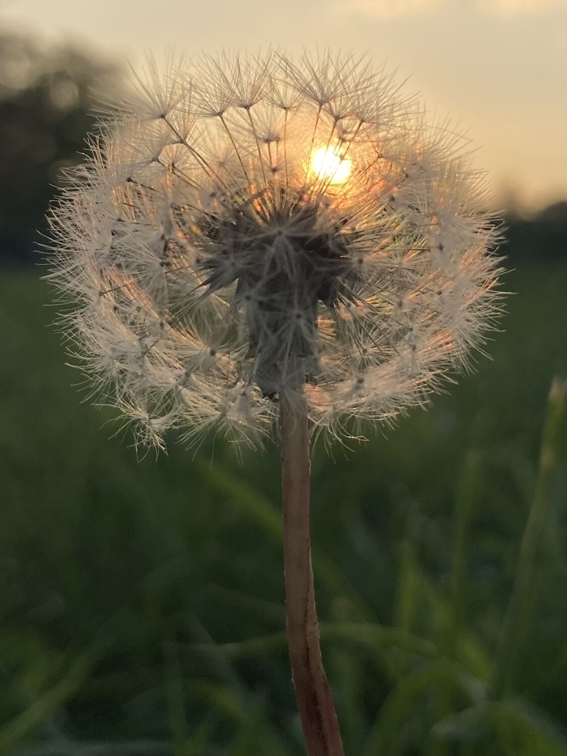 Wishes at sunset