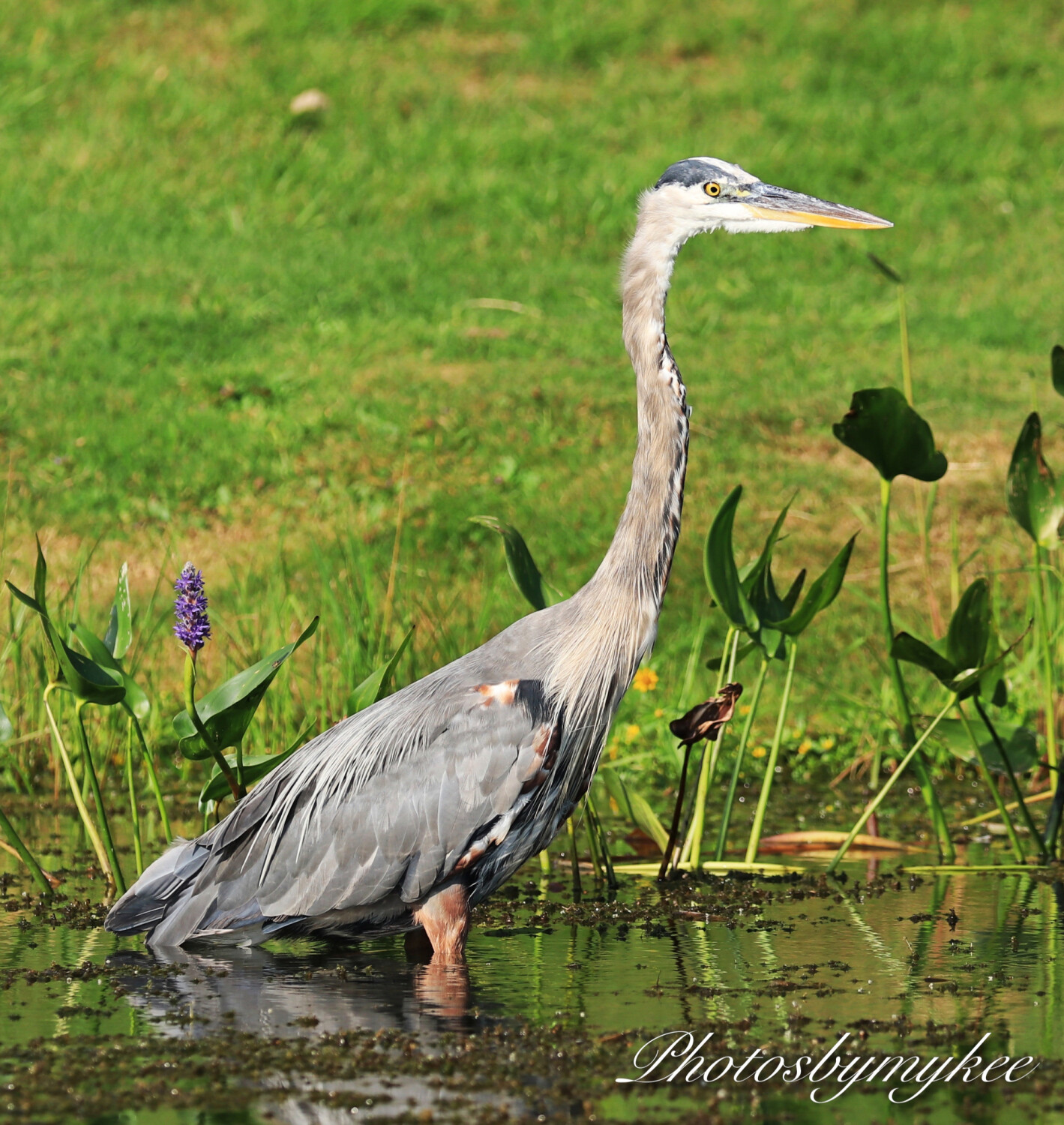 Blue Heron