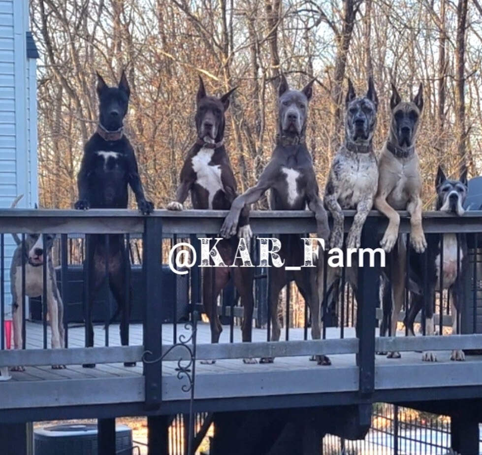 KAR Farm Great Dane Pack
