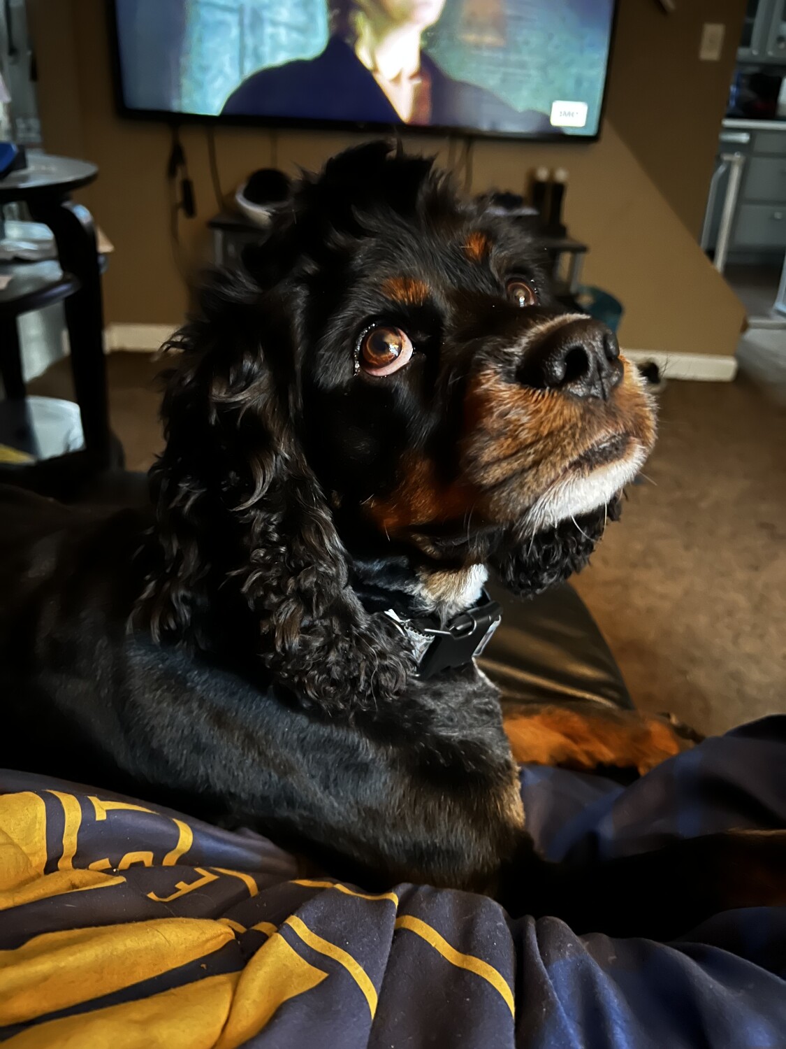 Dog looking lovely at master