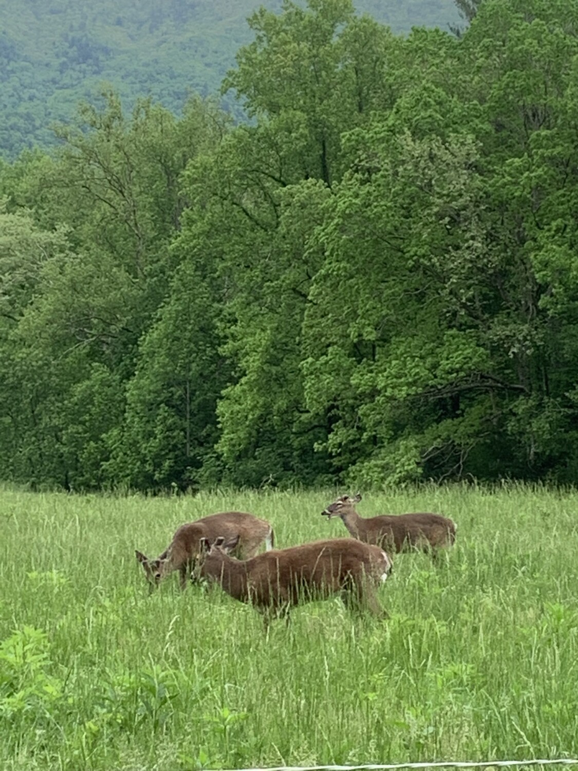 Family of deer