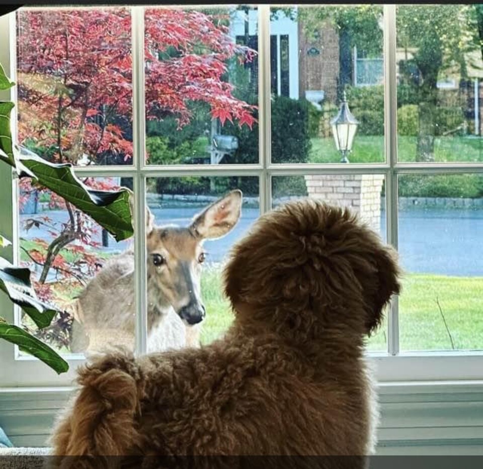 I see you! Mama I have a new friend