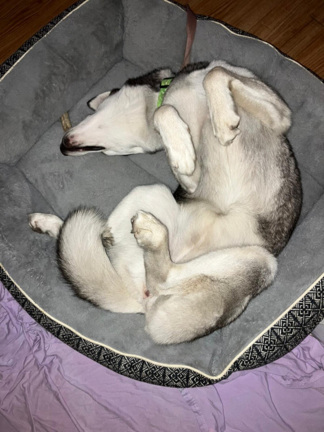 Luna the Siberean husky