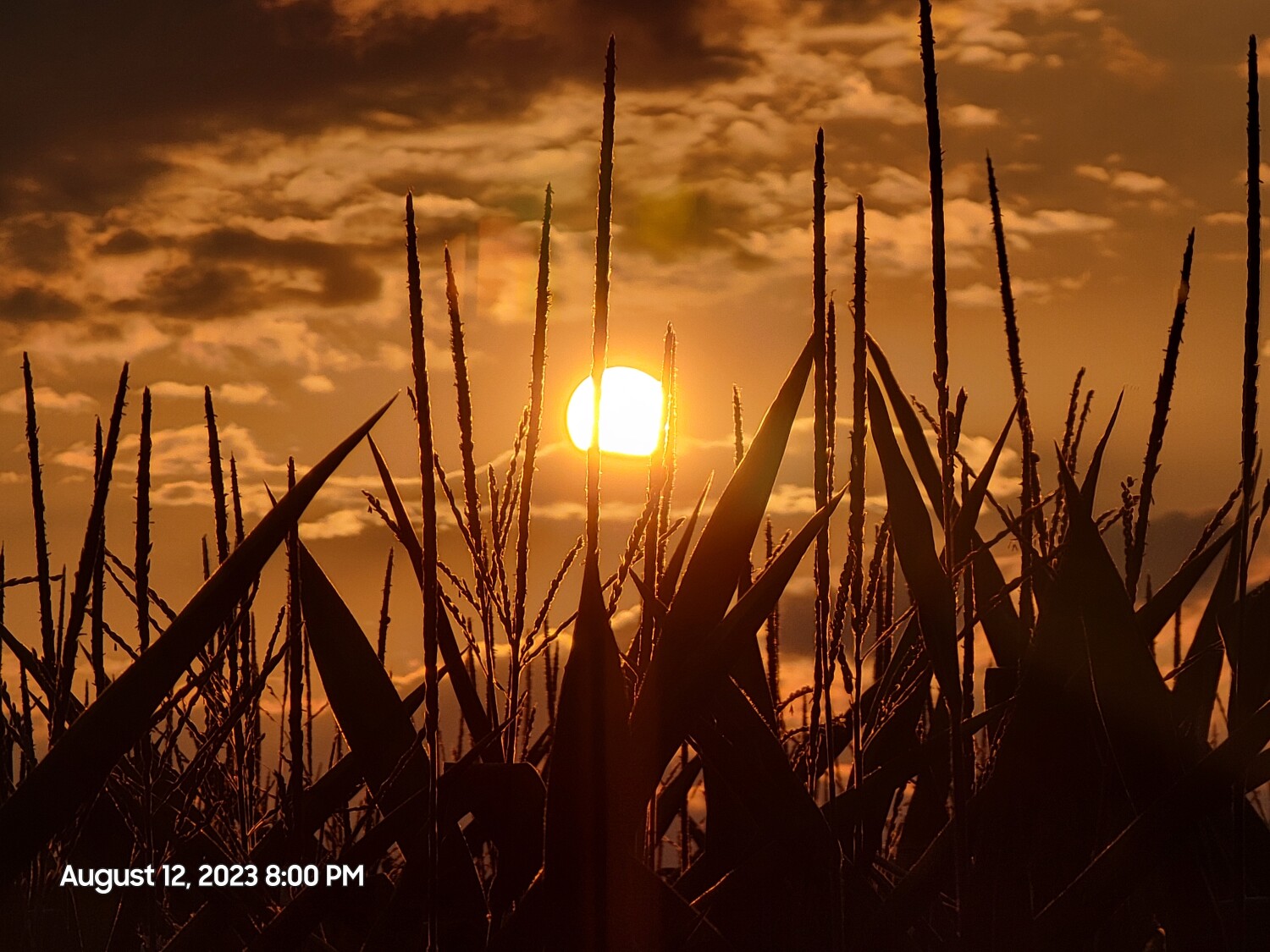 Evening sun through the cornfield