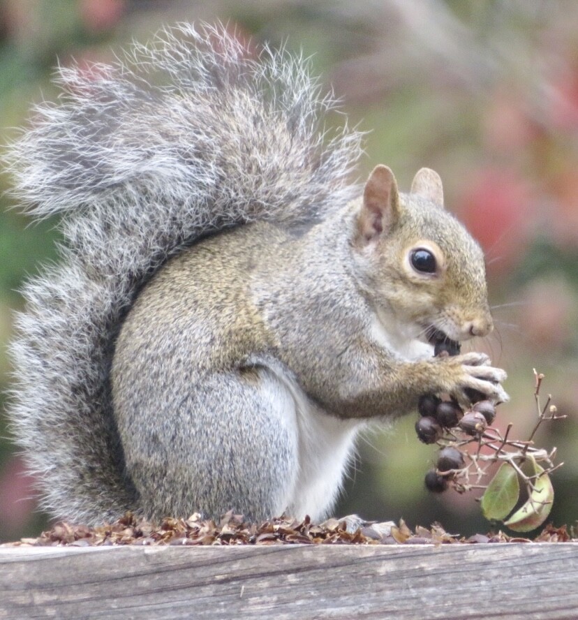 On the fence about breakfast