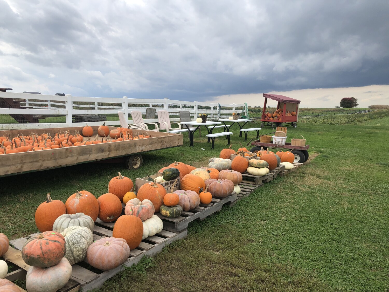 Pumpkin Meadow