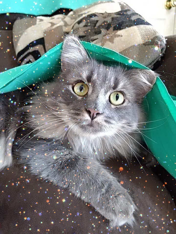 Celebrating all that's Diesel