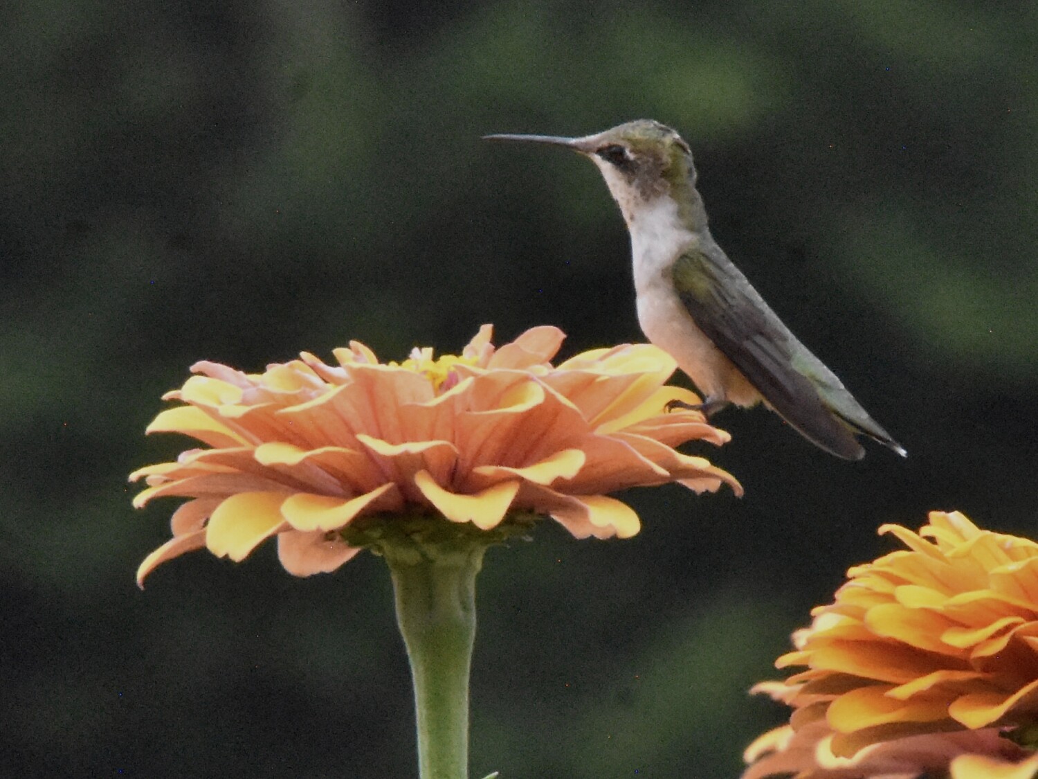 Hummingbird