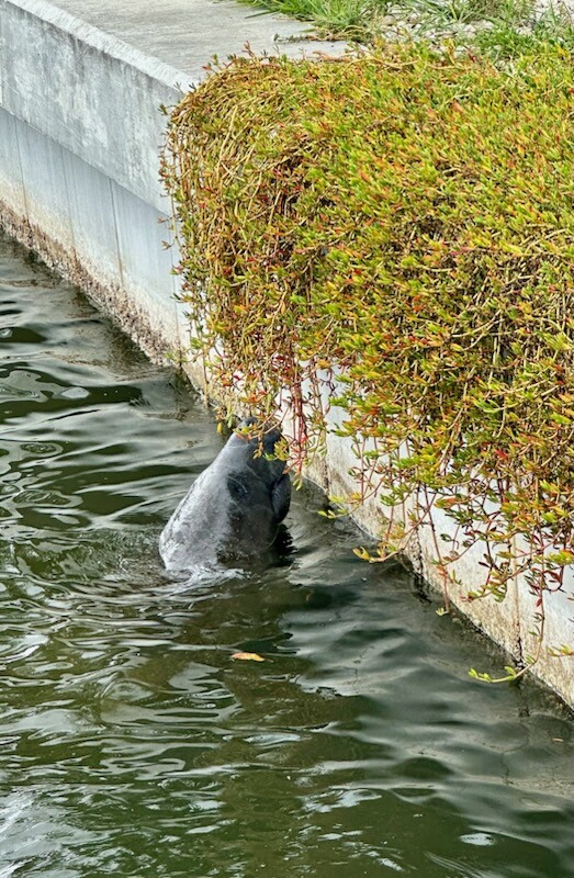 Manatee lunch