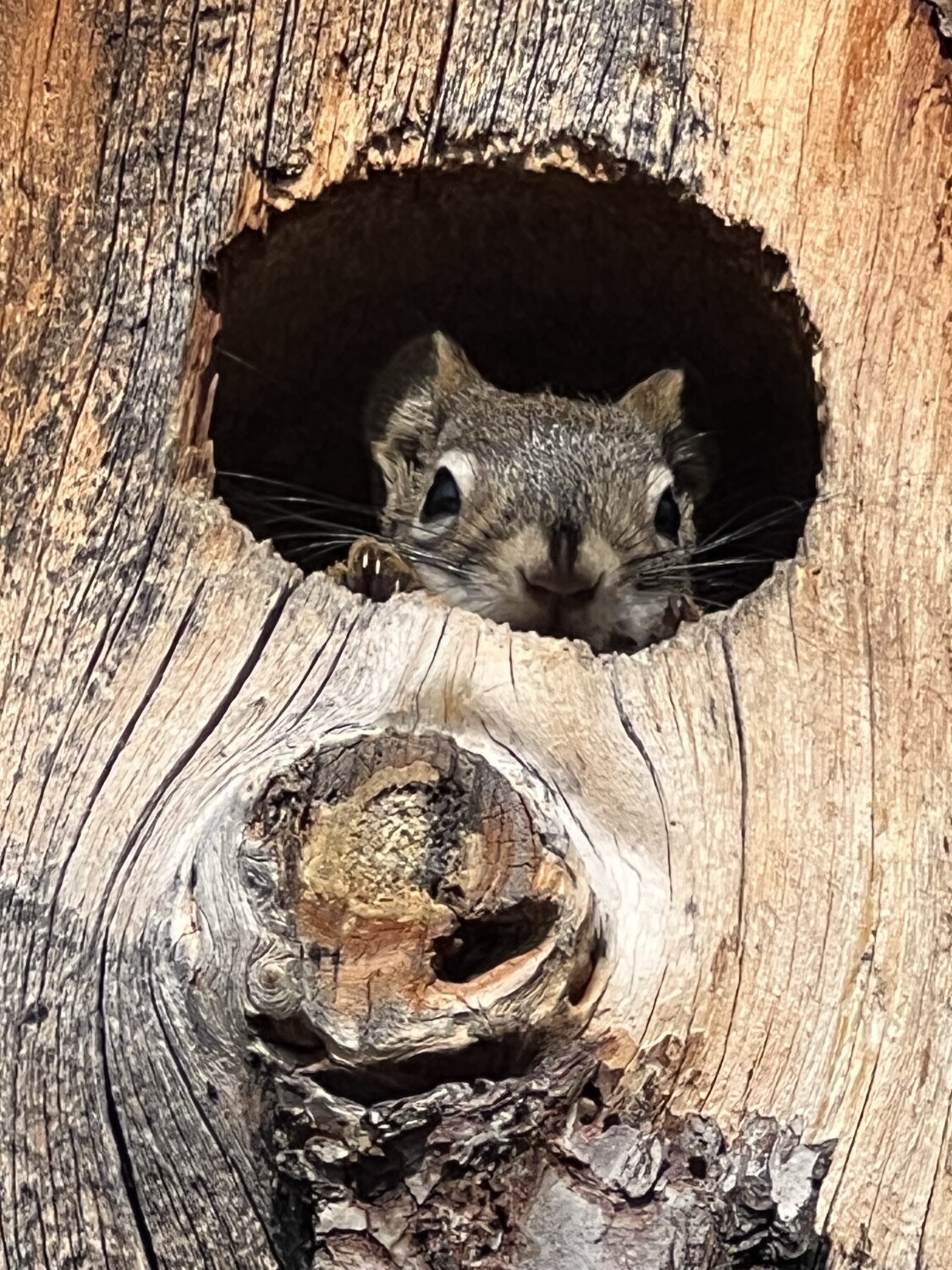 Peek-A-Boo. I See You