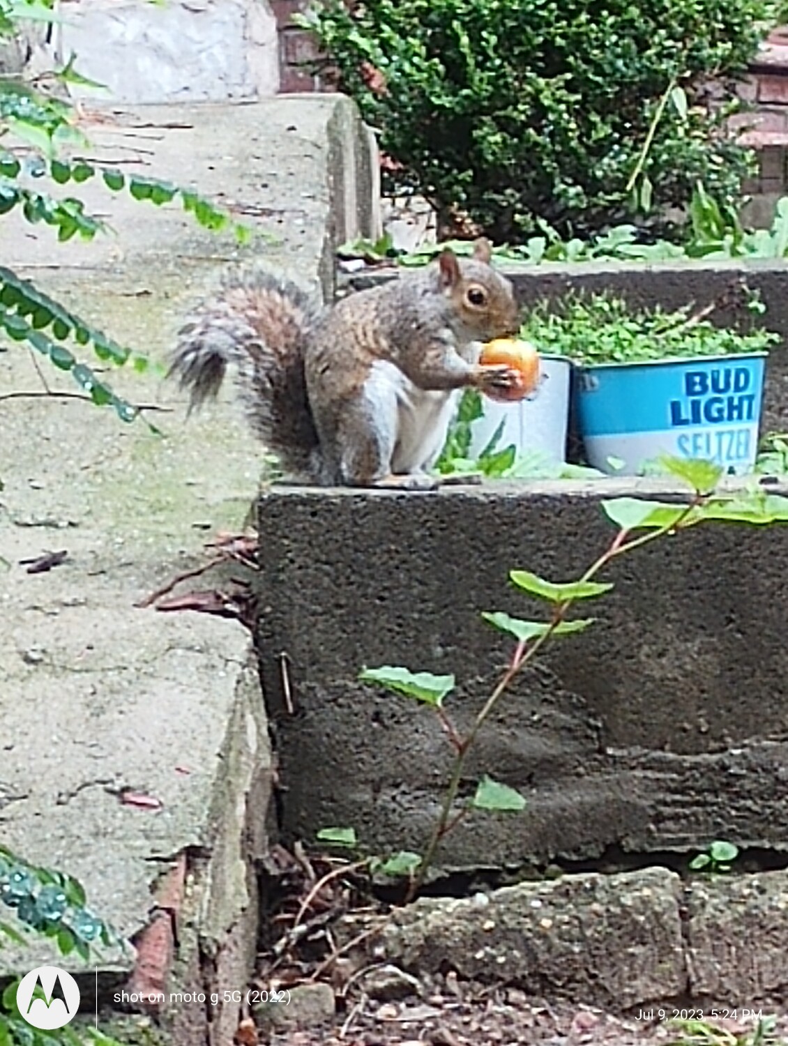 Secret garden treasure