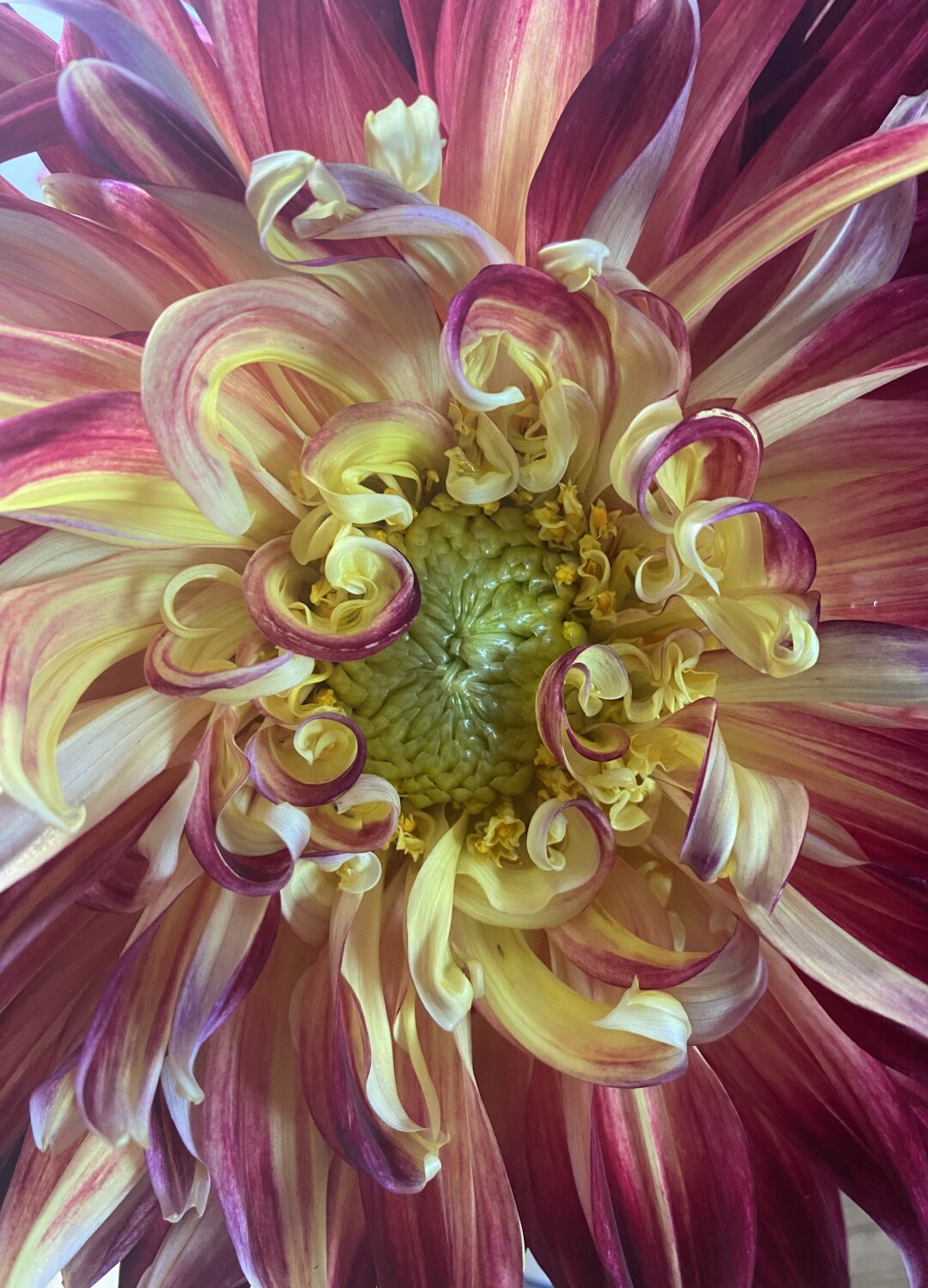 Electric Dahlia