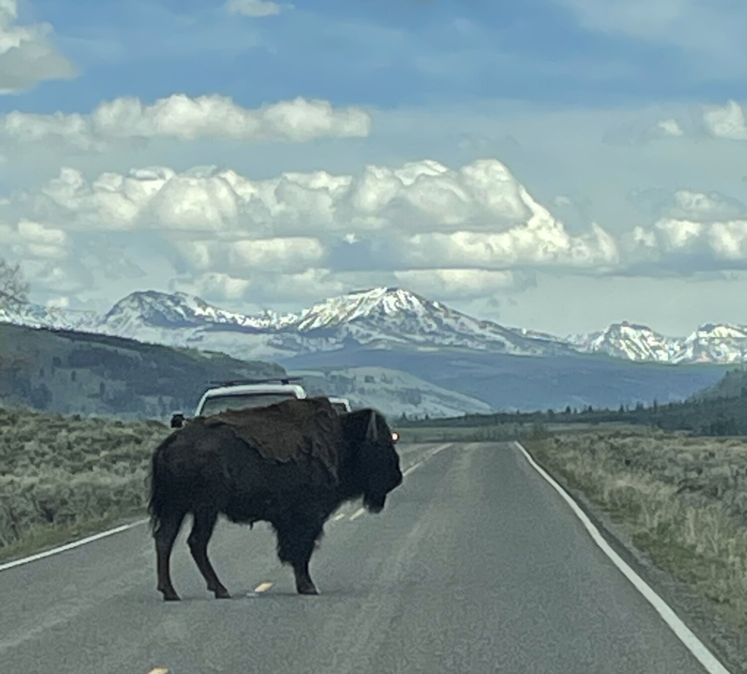 Bison at Yellowstone